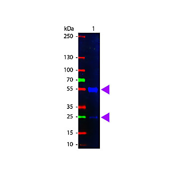 Anti-SWINE IgG (H&L) (RABBIT) Antibody Fluorescein Conjugated, 20mg, Lyophilized