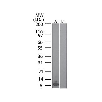 Anti-Mouse MIP-3a (RAT) Biotin Conjugated Monoclonal Antibody, 100µg, Lyophilized