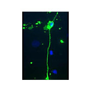 Anti-Myelin Basic Protein (MBP) (Chicken) Antibody, 100µL, Liquid