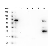 Anti-HUMAN IgM (Fc5µ) (MOUSE) Antibody, 100µg, Liquid (sterile filtered)