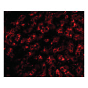 Anti-APOLIPOPROTEIN A-I (CHICKEN) Antibody, 100µg, Liquid (sterile filtered)