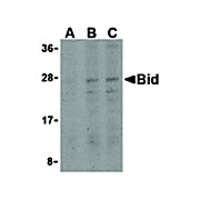 BID internal Antibody 100µg