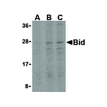 BID internal Antibody 100µg