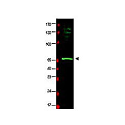 Anti-HR23B (GOAT) Antibody, 100µg, Liquid (sterile filtered)