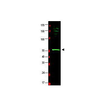 Anti-HR23B (GOAT) Antibody, 100µg, Liquid (sterile filtered)