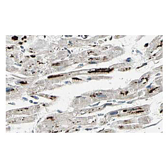 Anti-iASPP (RABBIT) Antibody, 25µL, Liquid (sterile filtered)