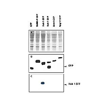 Anti-Hub1 (RABBIT) Antibody, 500µg, Lyophilized