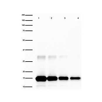 Anti-Human IL-2 (RABBIT) Antibody Peroxidase Conjugated, 100µg, Lyophilized