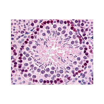Anti-Gli2 (RABBIT) Antibody, 100µg, Liquid (sterile filtered)