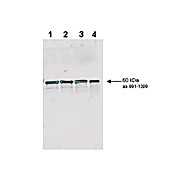 Anti-Rad9 S1129 Yeast (pan reactive) (RABBIT) Antibody, 100µg, Liquid (sterile filtered)