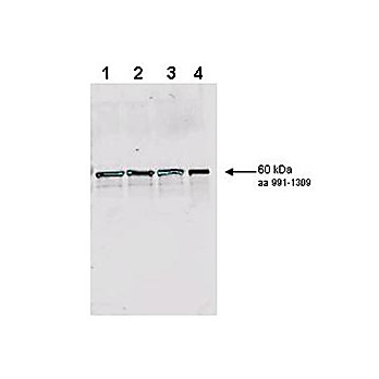 Anti-Rad9 S1129 Yeast (pan reactive) (RABBIT) Antibody, 100µg, Liquid (sterile filtered)