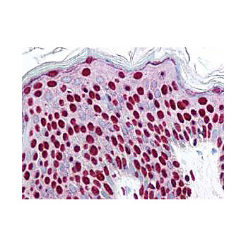 Anti-SMAD3 pS423 pS425 (RABBIT) Antibody, 100µg, Liquid (sterile filtered)