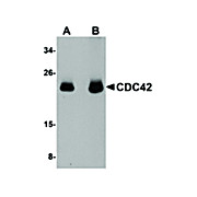 Anti-CDC42 (CHICKEN) Antibody, 100µg, Liquid (sterile filtered)