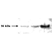 Anti-p19Arf (exon 1b) (RAT) Monoclonal Antibody, 100µg, Liquid (sterile filtered)