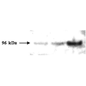 Anti-p19Arf (exon 1b) (RAT) Monoclonal Antibody, 100µg, Liquid (sterile filtered)