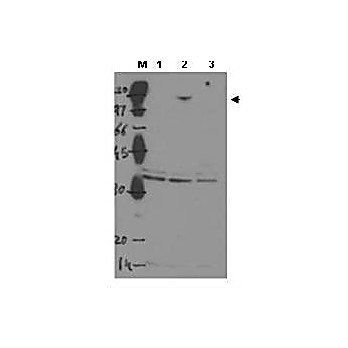 Anti-ASPP2 (RABBIT) Antibody, 100µg, Liquid (sterile filtered)
