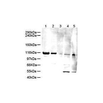 Anti-Human ELG-1 (RABBIT) Antibody, 100µg, Liquid (sterile filtered)