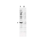 Anti-APC6 pT580 (RABBIT) Antibody, 100µg, Liquid (sterile filtered)