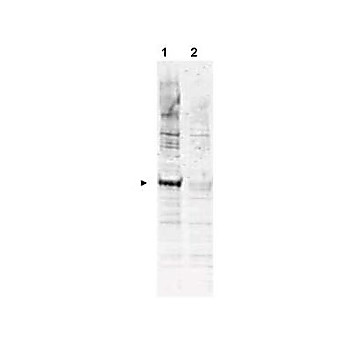 Anti-APC6 pT580 (RABBIT) Antibody, 100µg, Liquid (sterile filtered)