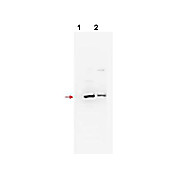 Anti-ßTrCP2 (RABBIT) Antibody, 100µg, Liquid (sterile filtered)
