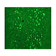 Anti-Calretinin (Sheep) Antibody, 100µL, Liquid