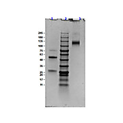 Anti-BOVINE IgG (H&L) (GOAT) Antibody, 50mg, Lyophilized