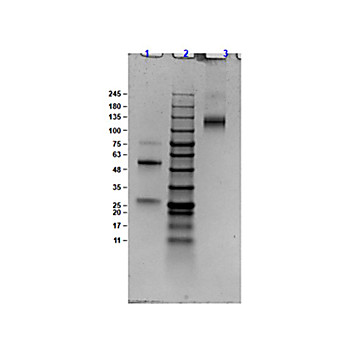 Anti-BOVINE IgG (H&L) (GOAT) Antibody, 50mg, Lyophilized