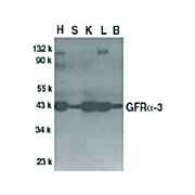Anti-GFR alpha 3 (RABBIT) Antibody, 100µg, Liquid (sterile filtered)