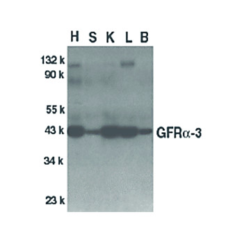 Anti-GFR alpha 3 (RABBIT) Antibody, 100µg, Liquid (sterile filtered)