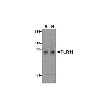 TLR11 Antibody cterm 100µg