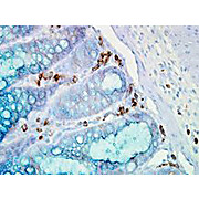 Anti-HSP90 alpha (MOUSE) Monoclonal Antibody, 100µg, Liquid (sterile filtered)