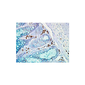 Anti-HSP90 alpha (MOUSE) Monoclonal Antibody, 100µg, Liquid (sterile filtered)