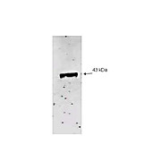 Anti-Neuraminidase (Neu2) (RABBIT) Antibody, 100µg, Liquid (sterile filtered)