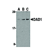 Anti-DAD1 (RABBIT) Antibody, 100µg, Liquid (sterile filtered)