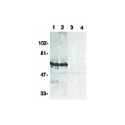 Anti-SODD (RABBIT) Antibody, 100µg, Liquid (sterile filtered)