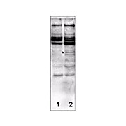 Anti-CASPASE-2 (RABBIT) Antibody, 100µg, Liquid (sterile filtered)