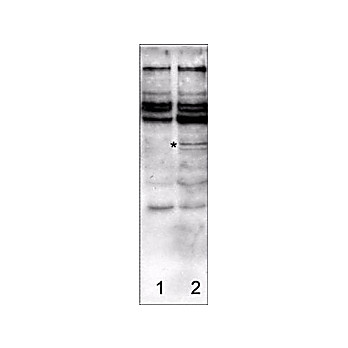 Anti-CASPASE-2 (RABBIT) Antibody, 100µg, Liquid (sterile filtered)
