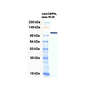 Anti-GRP94 (RAT) Monoclonal Antibody, 200µg, Liquid (sterile filtered)