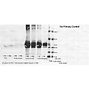 Anti-HUMAN SERUM ALBUMIN (RABBIT) Antibody, 1mg, Liquid (sterile filtered)