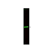 Anti-SLIT-3 (RABBIT) Antibody, 100µg, Liquid (sterile filtered)