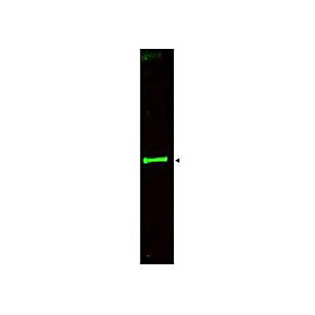 Anti-SLIT-3 (RABBIT) Antibody, 100µg, Liquid (sterile filtered)