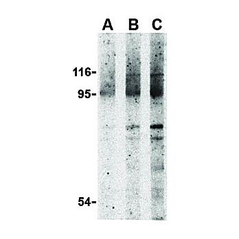 NOD2 Antibody nterm 100µg