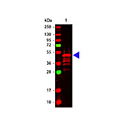 Anti-VSV-G EPITOPE TAG (RABBIT) Antibody, 100µg, Liquid (sterile filtered)
