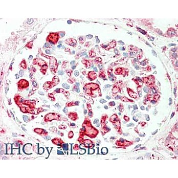 Anti-APOLIPOPROTEIN C-II (GOAT) Antibody, 1mg, Liquid (sterile filtered)