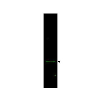 Anti-VDAC/Porin (RABBIT) Antibody, 25µL, Liquid (sterile filtered)