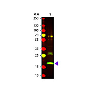 Anti-R-PHYCOERYTHRIN (GOAT) Antibody Texas Red™ Conjugated, 1mg, Lyophilized