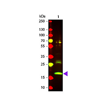 Anti-R-PHYCOERYTHRIN (GOAT) Antibody Texas Red™ Conjugated, 1mg, Lyophilized