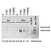 Anti-Mre11 (S. cerevisiae) (RABBIT) Antibody, 100µg, Liquid (sterile filtered)