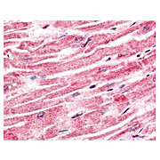 Anti-Sprouty-4 (RABBIT) Antibody, 100µg, Liquid (sterile filtered)