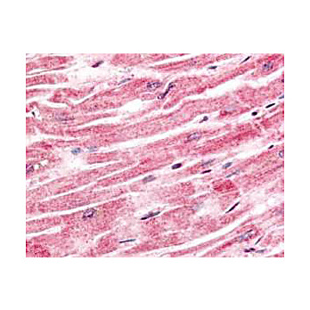Anti-Sprouty-4 (RABBIT) Antibody, 100µg, Liquid (sterile filtered)